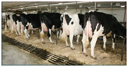 Rear of cows in barn