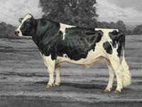 Modern Ideal Bull