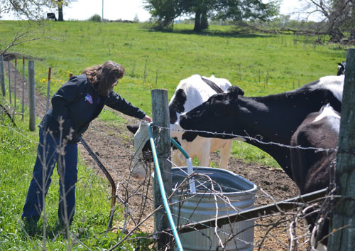 Dairy Cattle Care