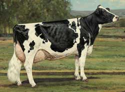 Modern Ideal Holstein Cow