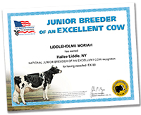 Junior Breeder of an Excellent Cow